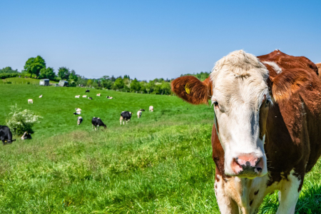 Agricultural activity in 2020