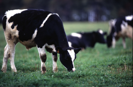 Global agricultural production in January-September 2021
